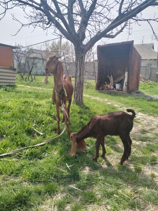 Продается козлёнок 50%камори, 50% битал !