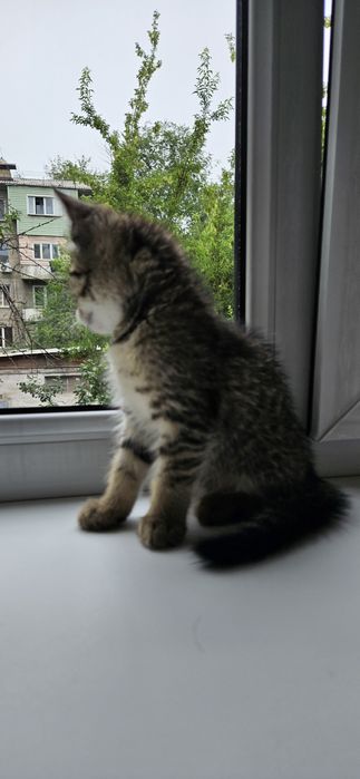 Котёнок девочка в добрые руки