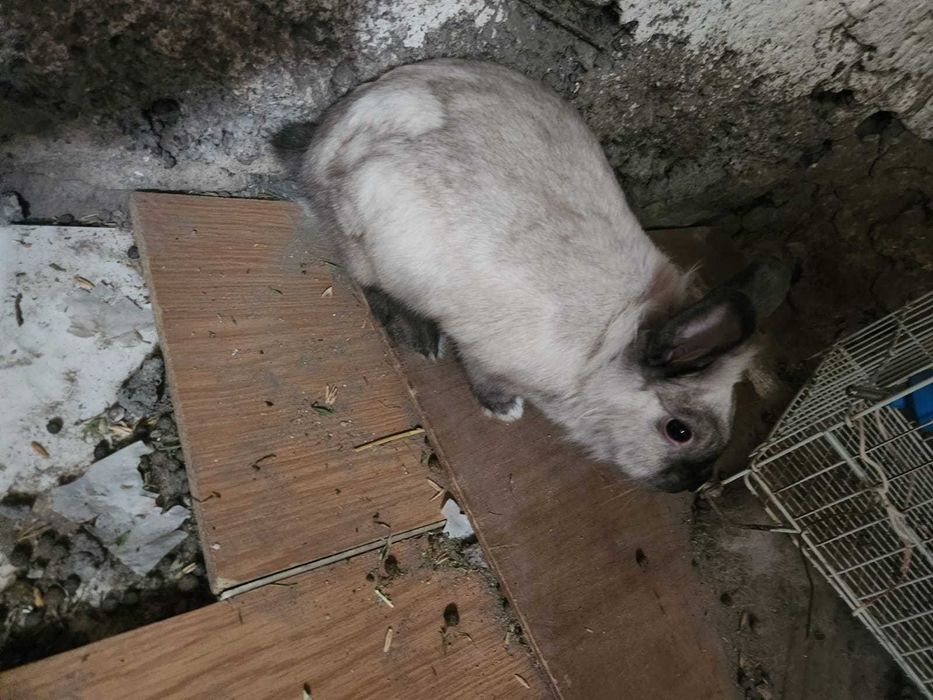 Продам Дикоротивных Кроликов