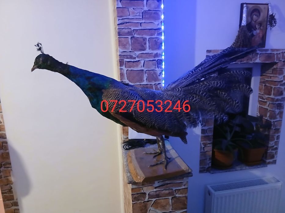 Vând păun împăiat mai multe detalii la tel.