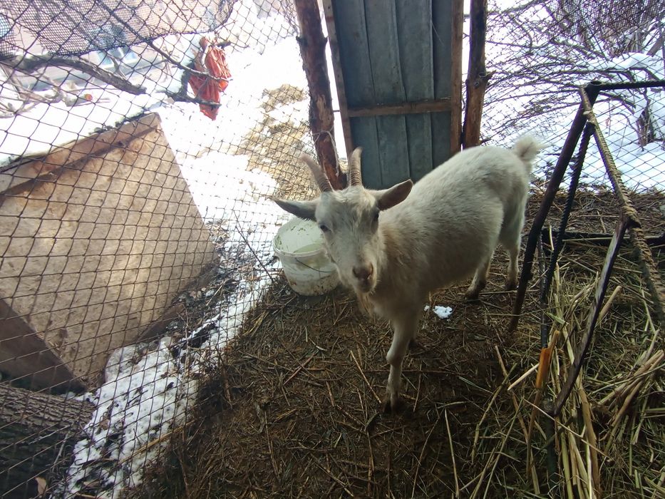 Продам козу,козлёнка
