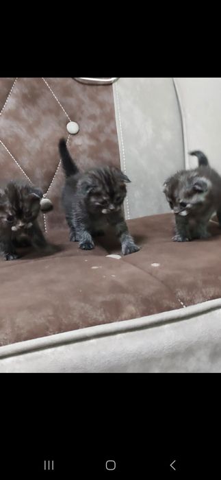 Britanskiy qulogʻi yotgan mushukchalar