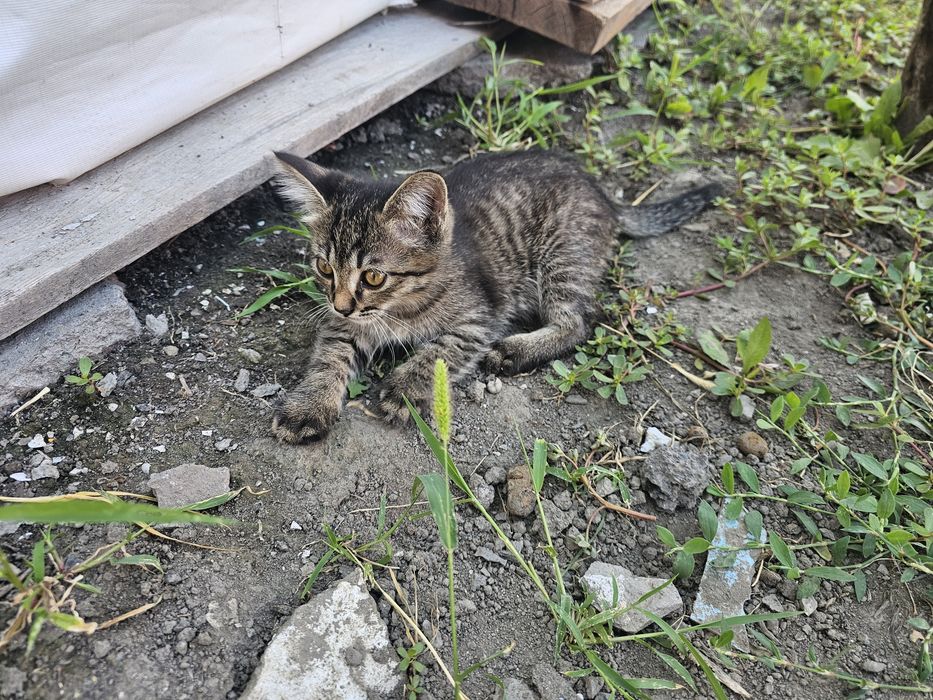 Отдам котёнка в хорошие руки