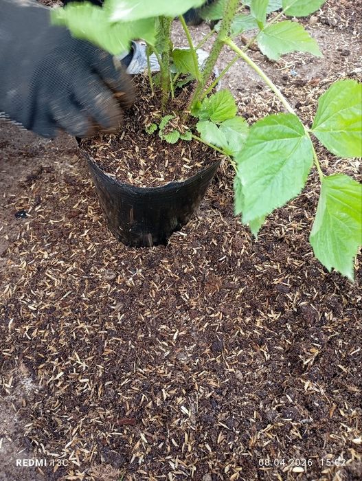 Malina ko‘chatlari Delniwa paketda | Ekishga tayyor