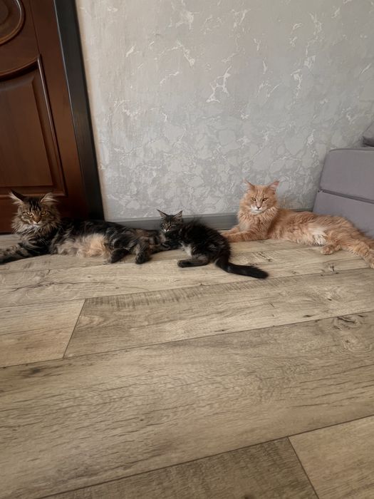 Кот Мейн Кун персиковый вязка
