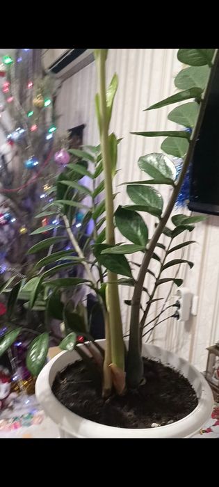 Продам доларовое дерево ,замиокулькас