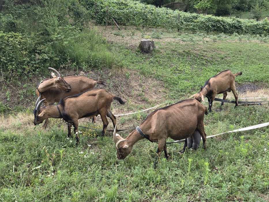 Vând Tap Alpin francez și o capră