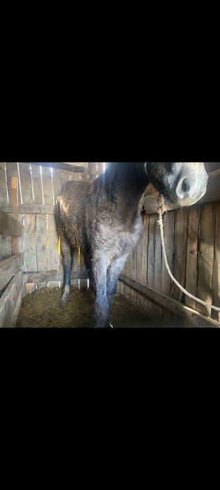 Продам лошадь  годовалый