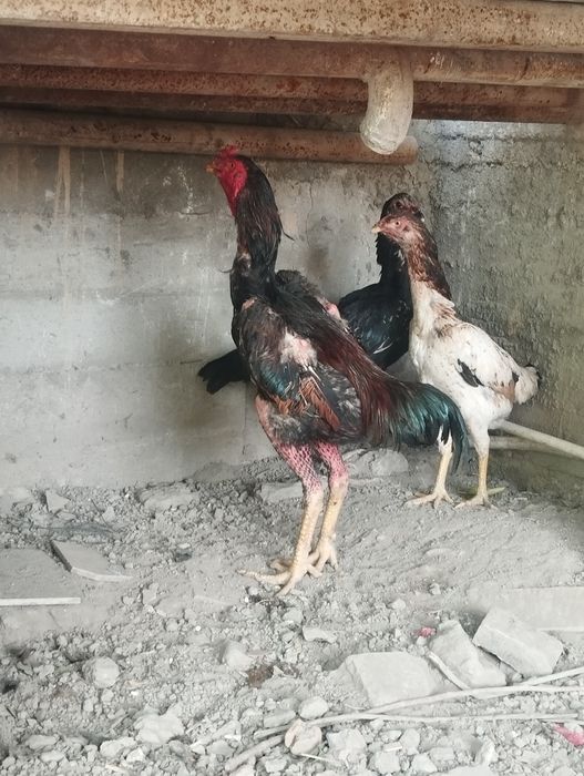 Dakan xoroz sotiladi 9 oyli