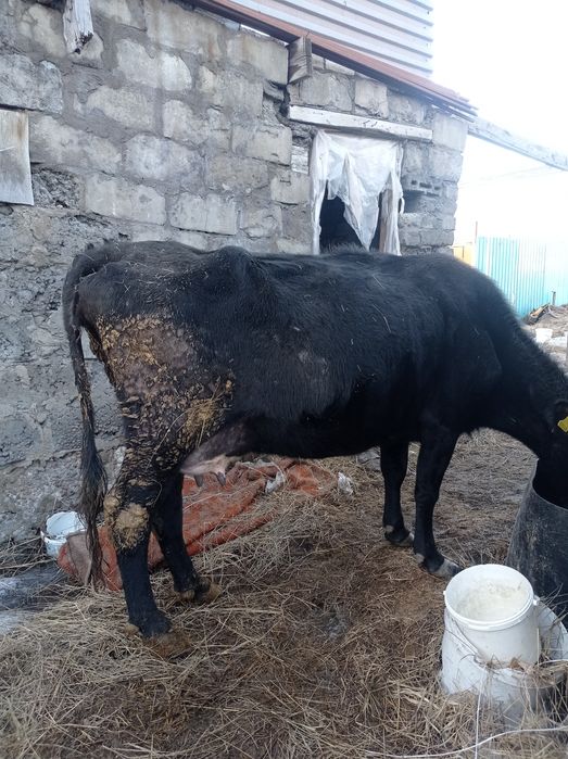 Продам корову доиную