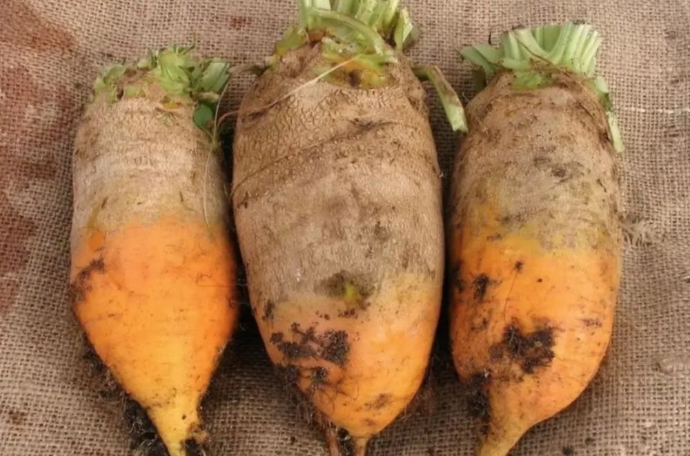 Qand lavlagi mol qoʻy quyonlar uchun