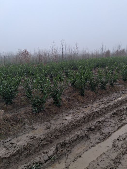 Platani mesteacăn tei catalpa