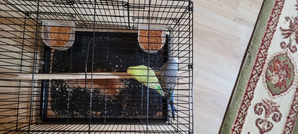 Попугаи одам в хорошие руки