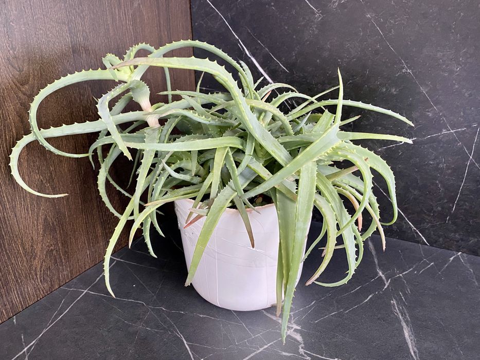 Комнатные цветы(растения)