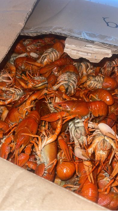 Живые раки на доставку