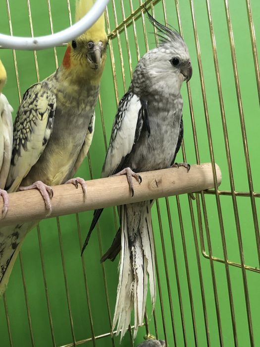 Карелла попугай молодые