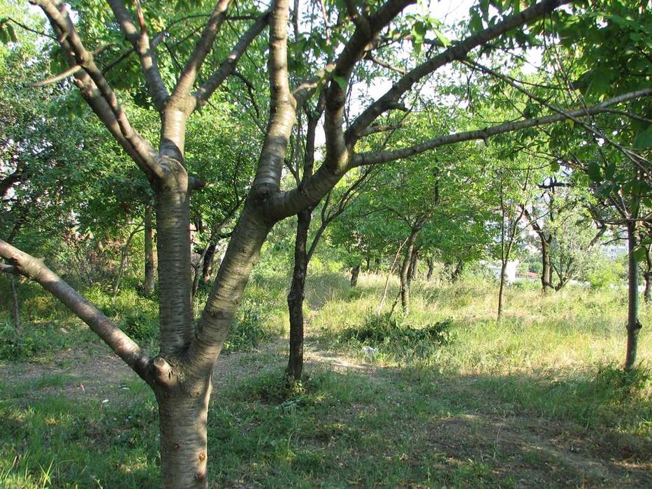 Продава се Парцел в Варна, Изгрев - 554 кв.м за 91 €/кв.м - Снимка #2