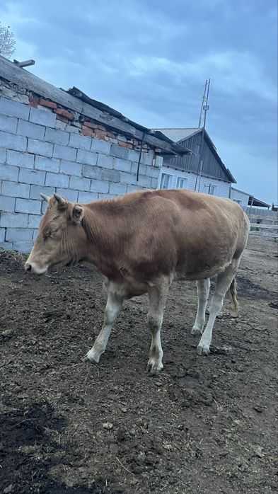 Продам тёлочек симменталькие