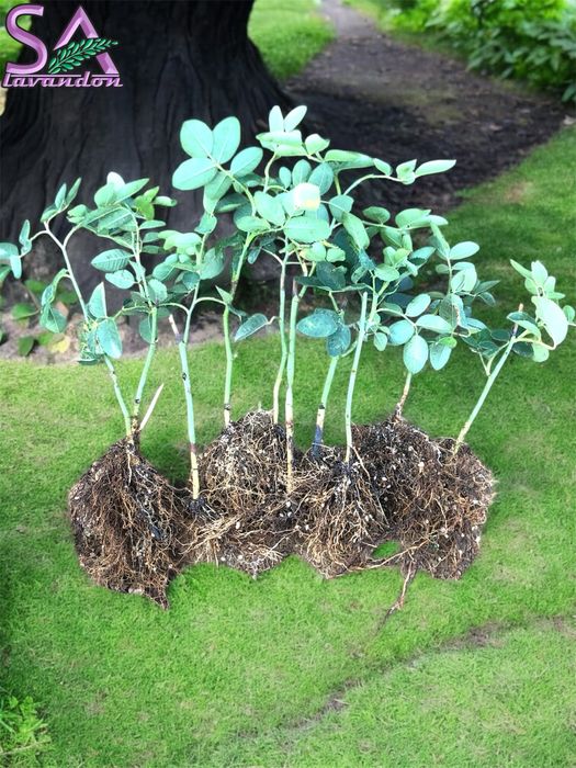 Маслодайна роза разсад – Дамасцена, Алба, Сентифолия, гол корен