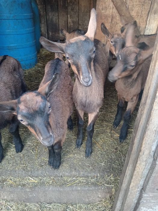 Vand iedute alpine franceze