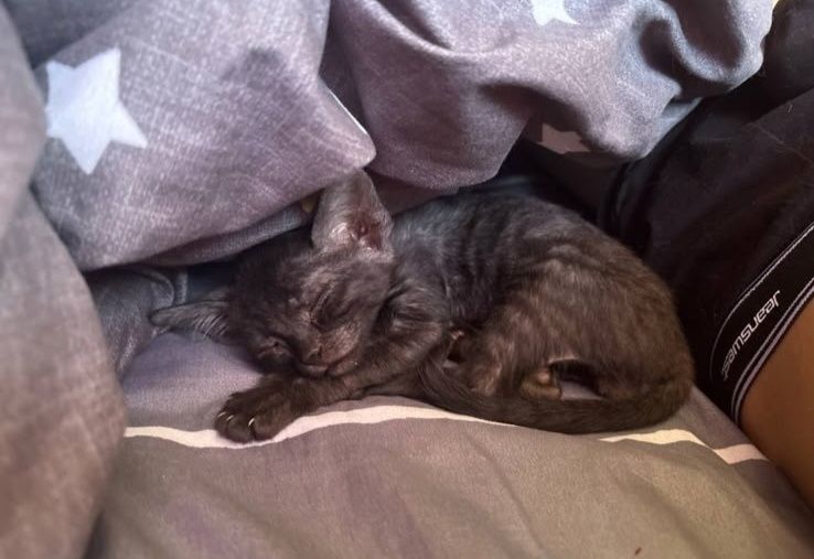 Котенок полусфинкс