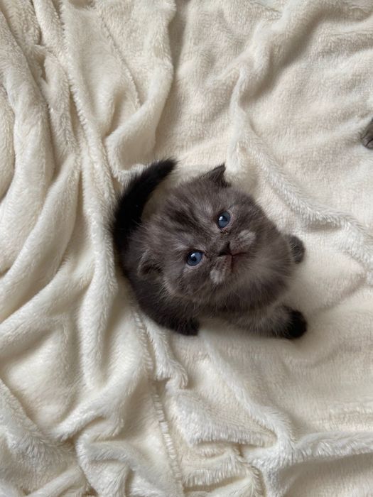 Шотландские котята