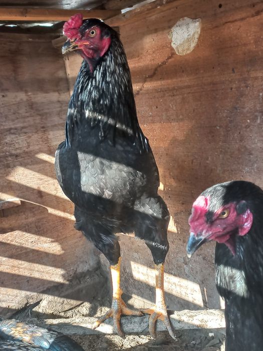 Куланги ёш соғлом