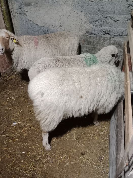 Қой сатылады семіз