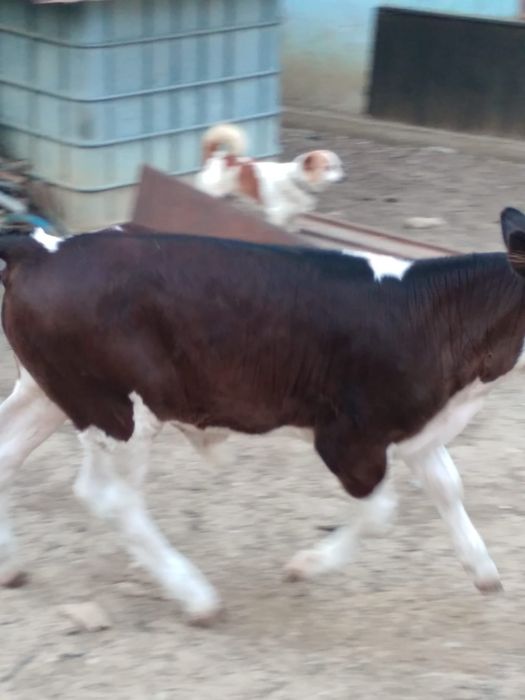 Vând vițel bun de carne relații la numărul de telefon 0748333011la numărul de telefon  0748333011