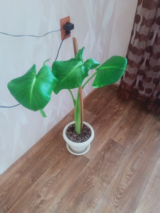 Продам каллу 1000