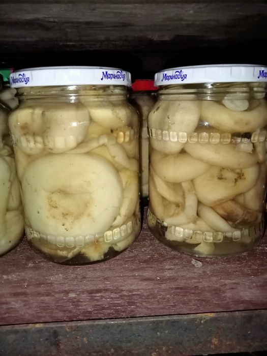 Продам грибы грузди