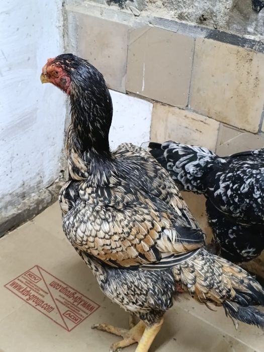 Продам чистокровный курей порода Шамо грузинская линия