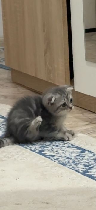 Шотландская кошка
