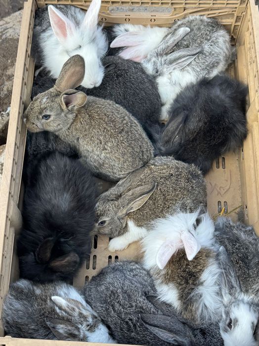 Vand iepurita cu 13 pui