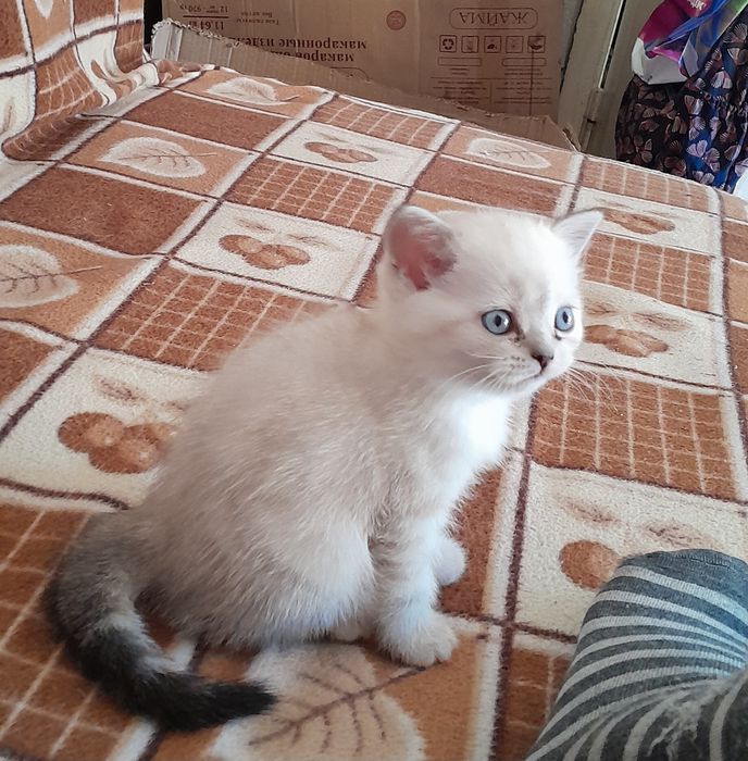 Британские котята