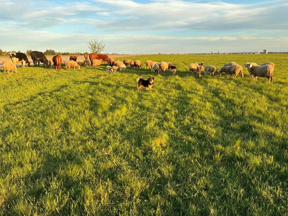 Продавам Агнета, Овце,Кочове