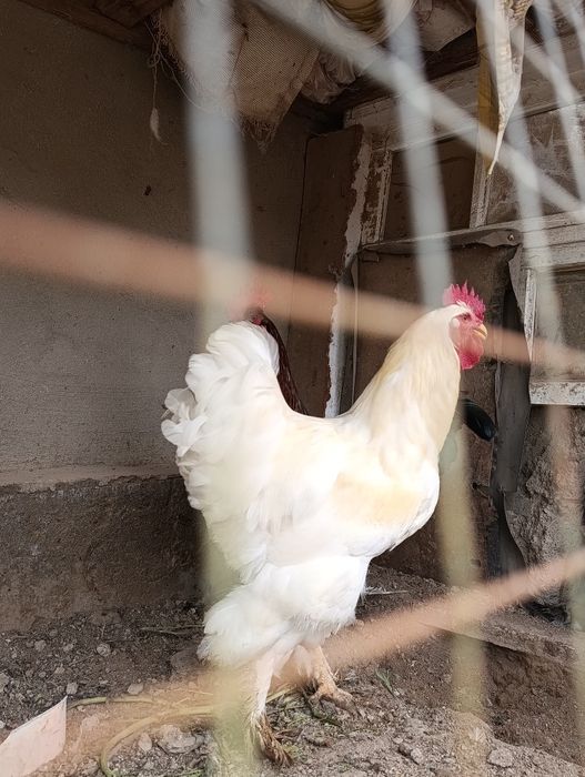 Brama xo'roz sotiladi