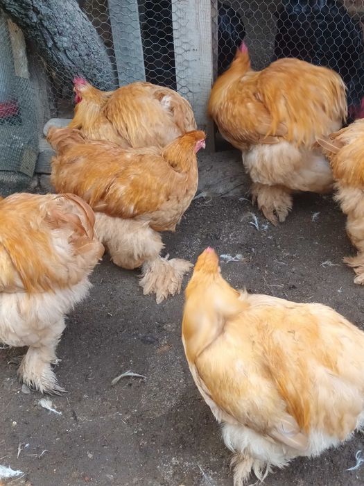Cochinchina galben cocosi 2026