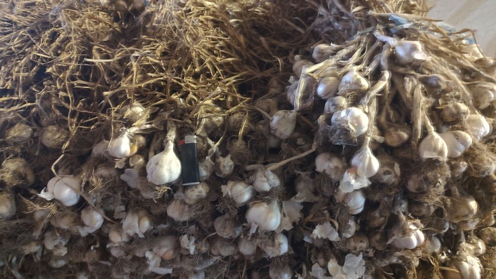 Usturoi Românesc soi benone