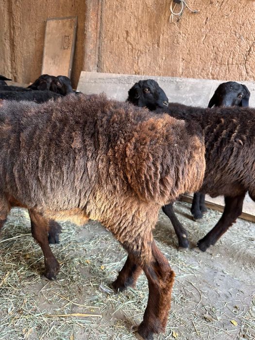 Кошкарлар сатылады