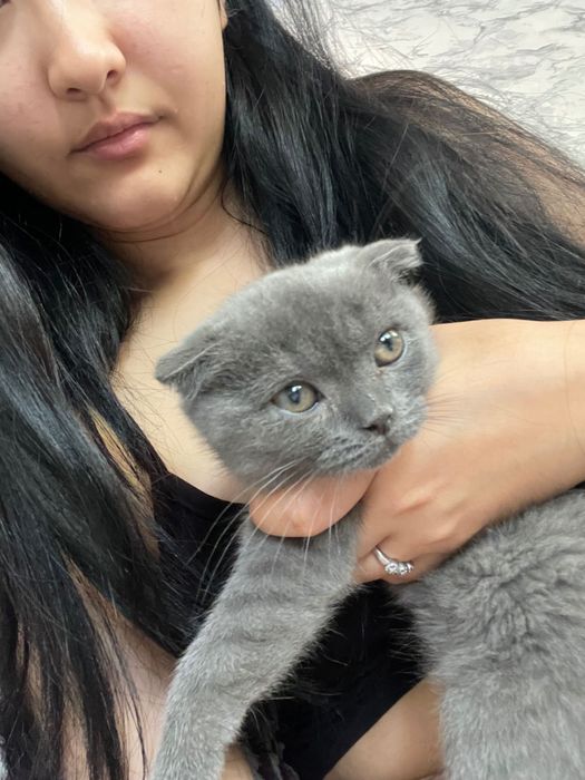 Мушича вислоухий мальчик