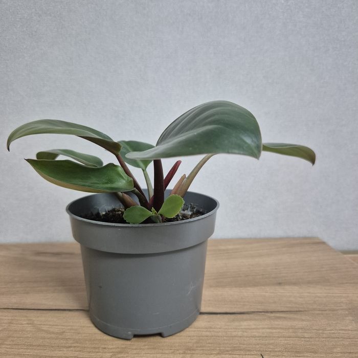 филодендрон рохо конго