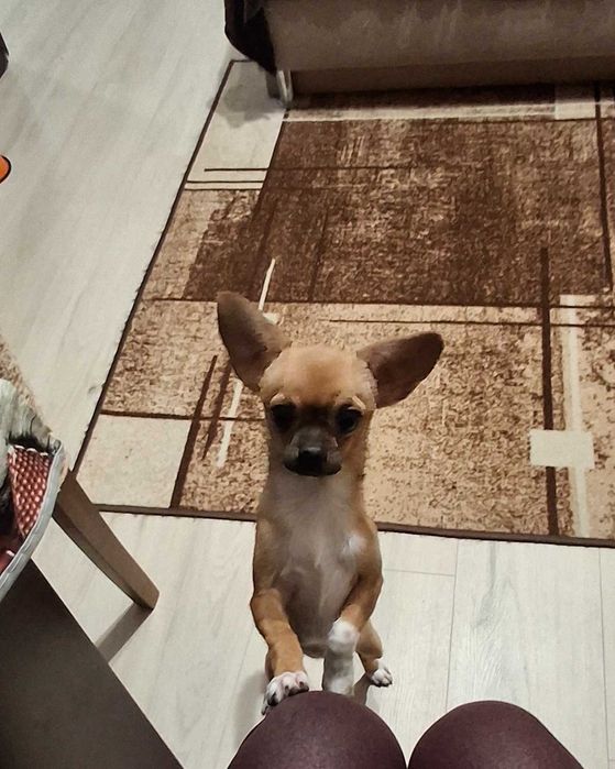 Кученца чихуахуа