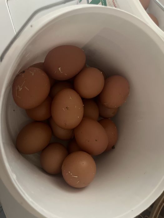 Продам Домашние яйца
