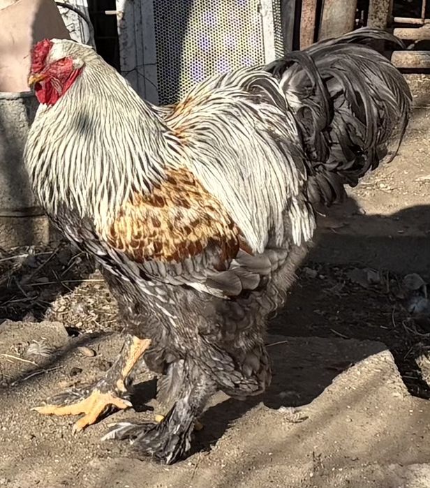 Cocosi brahma herminat inchis si silver