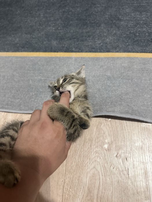 Мышық, Кот аты Мытық