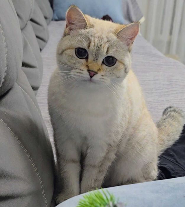 Котята британские БЕЛЫЕ