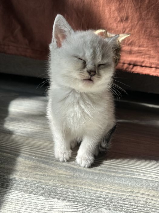Продам котенка шиншила окрас