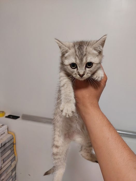 Скоттиш страйт с окрасом серебристой шиншилы