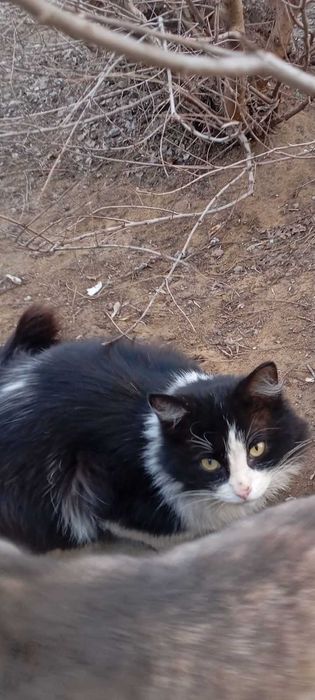 Котикам нужен дом!